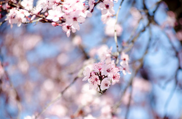Bright pale pink spring flowers. branch of blossoming apple tree or cherry with white and light flowers against blue sky. Summer natural backdrop. Botanical bloom concept. Copy Space. Selective focus.