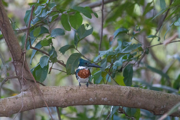 Amazon kingfisher in the Pantanal, Brazil, South America