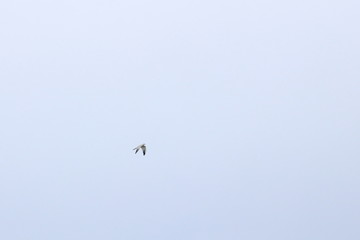 harrier