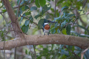 Amazon kingfisher in the Pantanal, Brazil, South America
