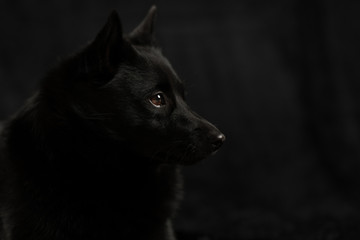 black dog against black background