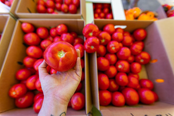 A close up and top down first person shot of a man holding a juicy and ripe tomato against a blurry backdrop 