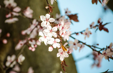Bright pale pink spring flowers. branch of blossoming apple tree or cherry with white and light flowers against blue sky. Summer natural backdrop. Botanical bloom concept. Copy Space. Selective focus.