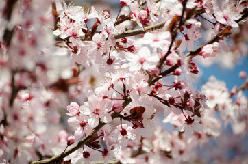 Bright pale pink spring flowers. branch of blossoming apple tree or cherry with white and light flowers against blue sky. Summer natural backdrop. Botanical bloom concept. Copy Space. Selective focus.
