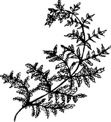 Black and white fern illustration. Ancient spiritual plant.