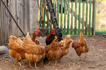 Hens and rooster eating on the backyard. Domestic farm in the village