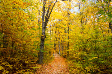 gatineau park quebec canada forest during the autumn