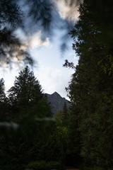 Glacier National Park Mountain and Trees