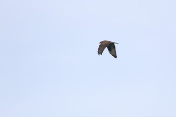 honey buzzard