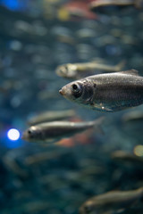 Small fish in an aquarium