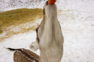 portrait of small young deer during the winter eating carrot from hand