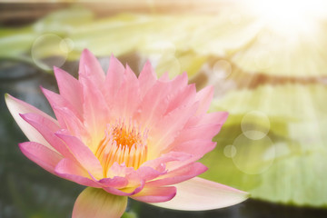Beautiful lotus flower, lily water