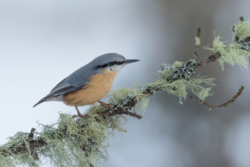 Portrait of the Eurasian nuthatch on branch (Sitta europaea)	