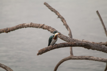 Amazon kingfisher in the Pantanal, Brazil, South America