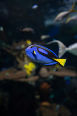 Fototapeta na wymiar Blue and yellow fish dory