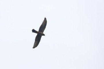 raptor