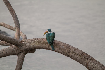 Amazon kingfisher in the Pantanal, Brazil, South America