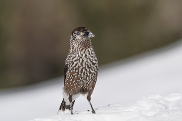 Portrait of nutcracker (Nucifraga caryocatactes)