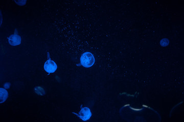 Obraz na płótnie Canvas Group of Jelly Fish