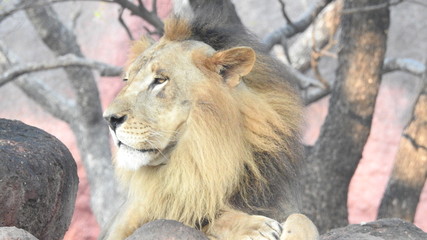 The great King Lion looks patiently as he sits on the grass waiting on his female counterpart. lion...