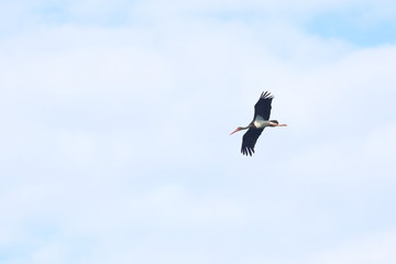 Fototapeta na wymiar black stork