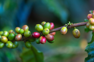 Clusters of ripe coffee beans growing in coffee plant.