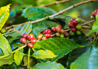 Clusters of ripe coffee beans growing in plant Tamil Nadu.