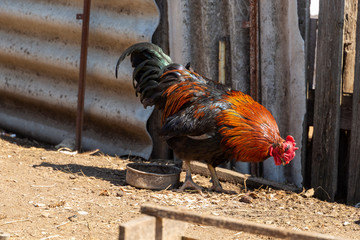 Cockerel walking in the backyard