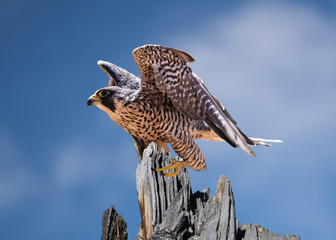 Peregrine Falcon (Falco peregrinus) Cleared for Takeoff