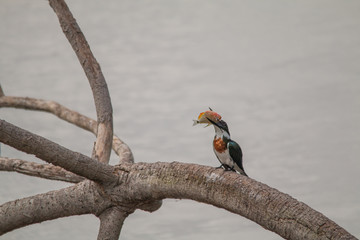 Amazon kingfisher in the Pantanal, Brazil, South America
