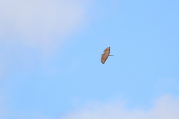 honey buzzard
