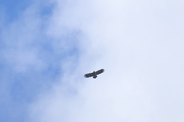 lesser spotted eagle