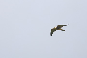 hobby
