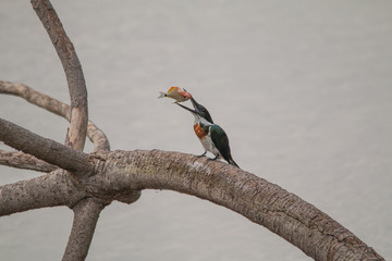 Amazon kingfisher in the Pantanal, Brazil, South America
