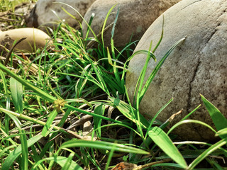 green grass and stones in the garden