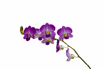 Fototapeta na wymiar Branch blooming light purple flowers isolated on a white background.