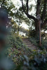 Forest Stairs in West Lake Hangzhou