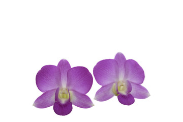 light purple orchid flowers isolated on a white background.