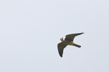 hobby