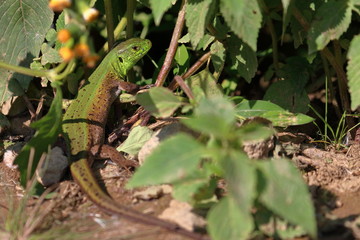 lizard