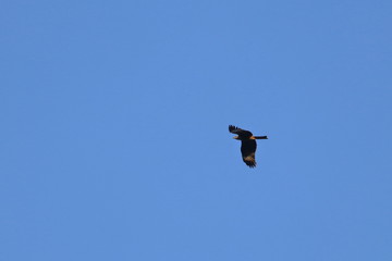 raptor
