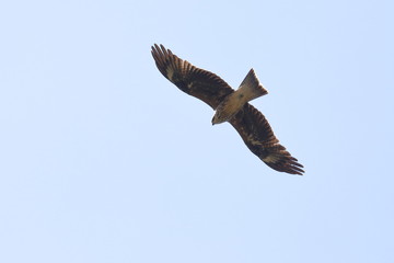 black kite