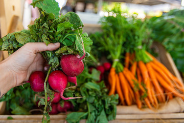 Locally sourced radishes and root vegetables are seen close up, in the hand of a person buying healthy and organic food ingredients at a harvest fair