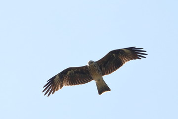 black kite