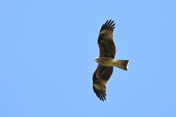 black kite