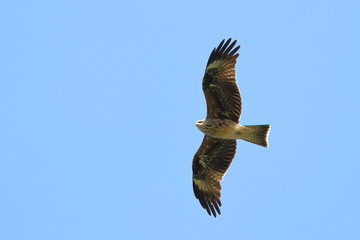 black kite