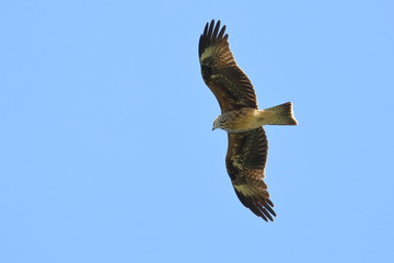 black kite