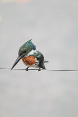 Amazon kingfisher in the Pantanal, Brazil, South America