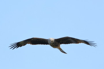 black kite