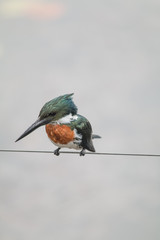 Amazon kingfisher in the Pantanal, Brazil, South America